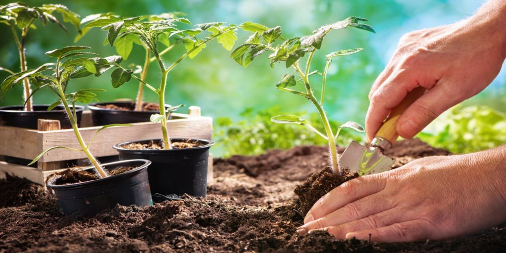 Sowing tomato seeds for seedlings