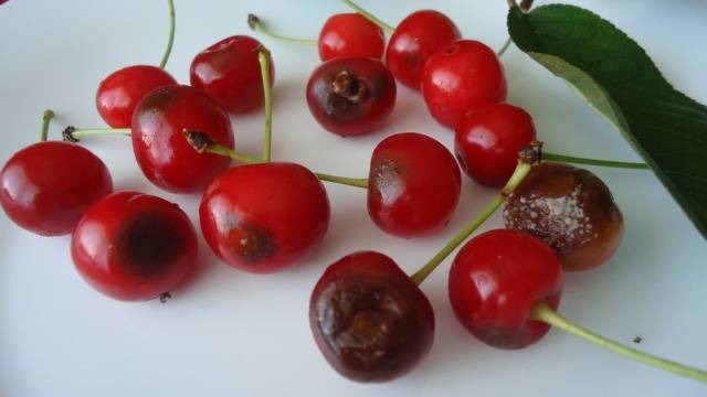 Spanish cherry