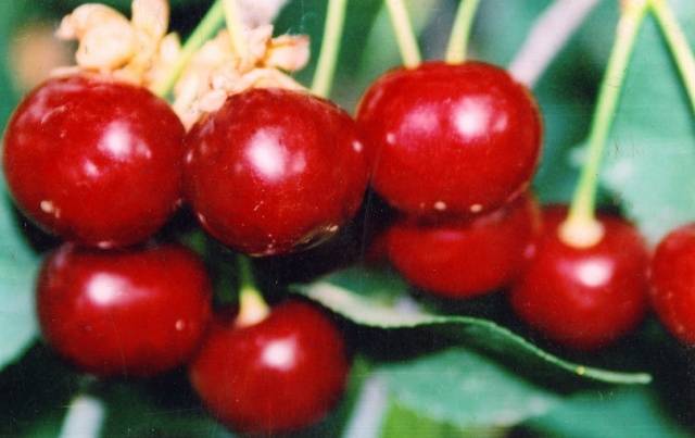 Spanish cherry