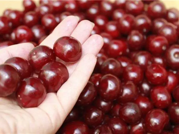 Spanish cherry