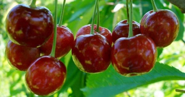 Spanish cherry