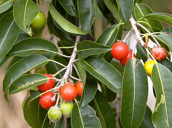 Spanish cherry