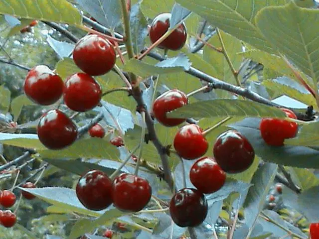 Spanish cherry