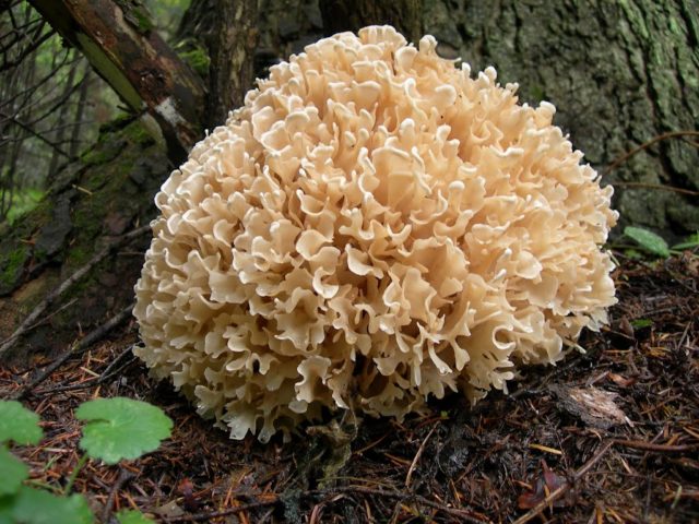 Sparassis curly (mushroom cabbage): photo and description, edibility