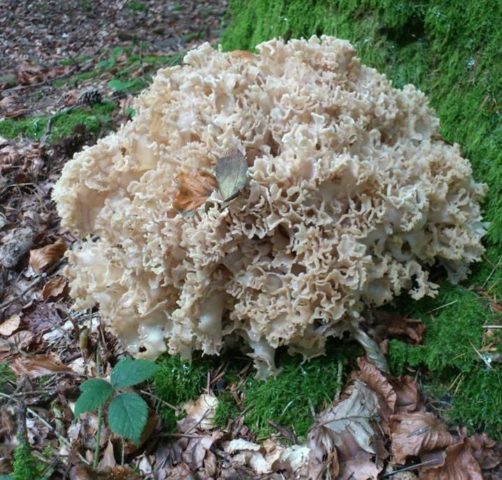 Sparassis curly (mushroom cabbage): photo and description, edibility