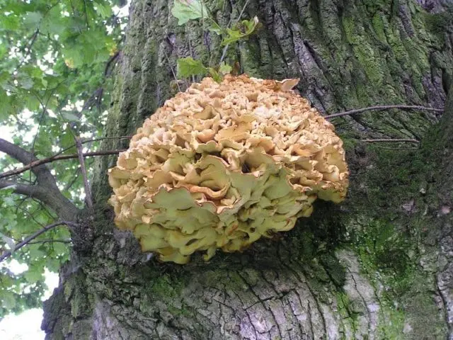 Sparassis curly (mushroom cabbage): photo and description, edibility