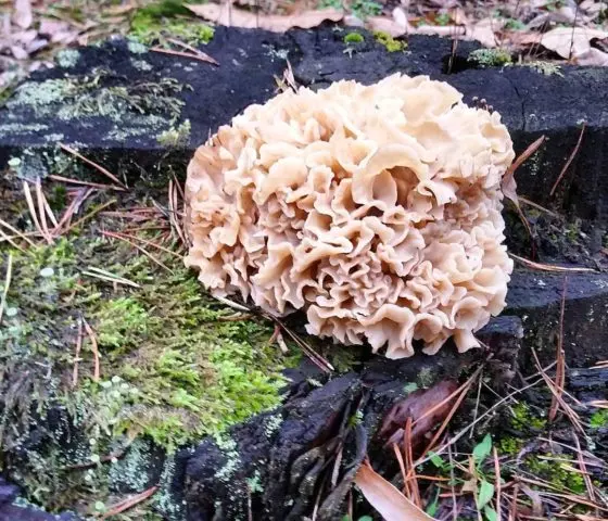 Sparassis curly (mushroom cabbage): photo and description, edibility