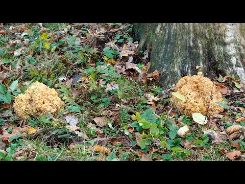 Sparassis curly (mushroom cabbage): photo and description, edibility