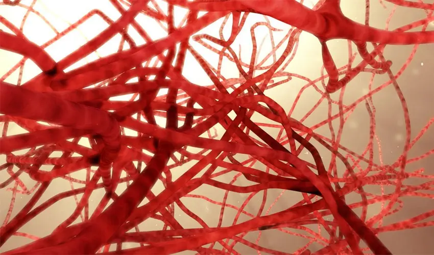 Spare blood vessels will facilitate treatment