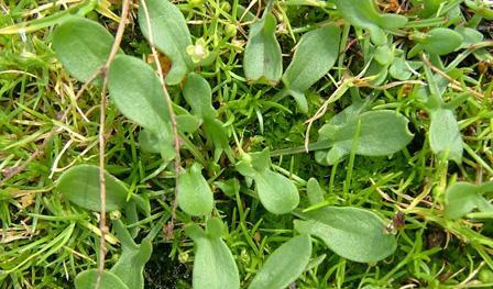 Sparrow sorrel: photo, characteristics