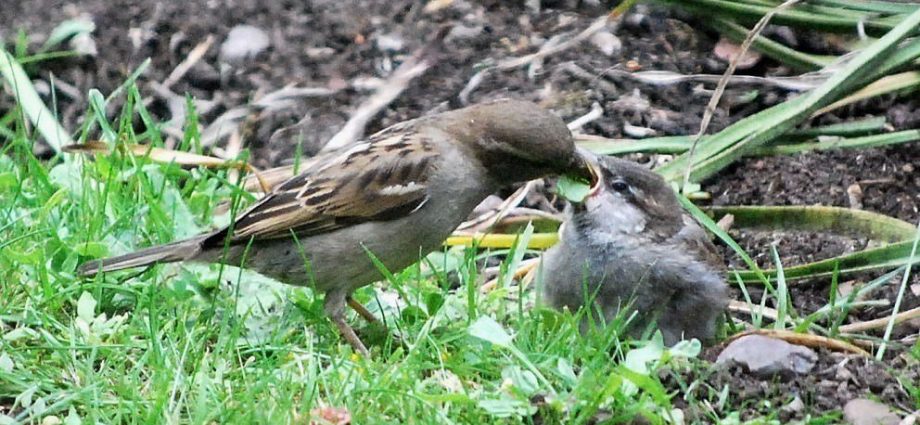 Sparrow sorrel: photo, characteristics