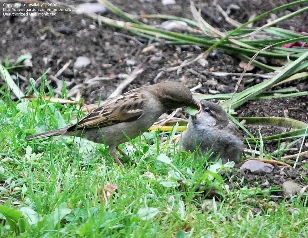 Sparrow sorrel: photo, characteristics