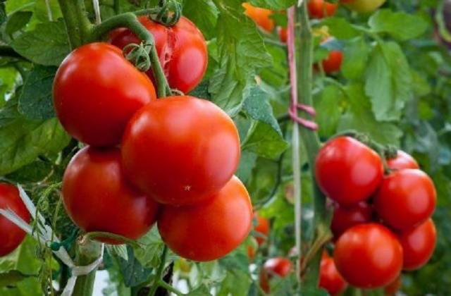 Spasskaya Tower tomato: characteristics and description of the variety