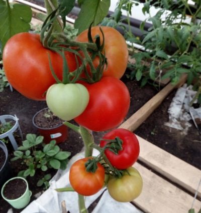 Spasskaya Tower tomato: characteristics and description of the variety