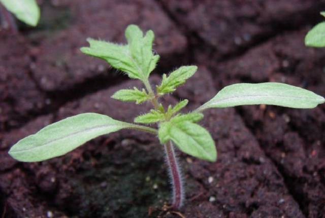 Spasskaya Tower tomato: characteristics and description of the variety