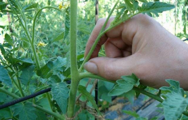 Spasskaya Tower tomato: characteristics and description of the variety