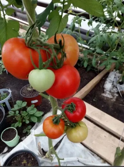 Spasskaya Tower tomato: characteristics and description of the variety