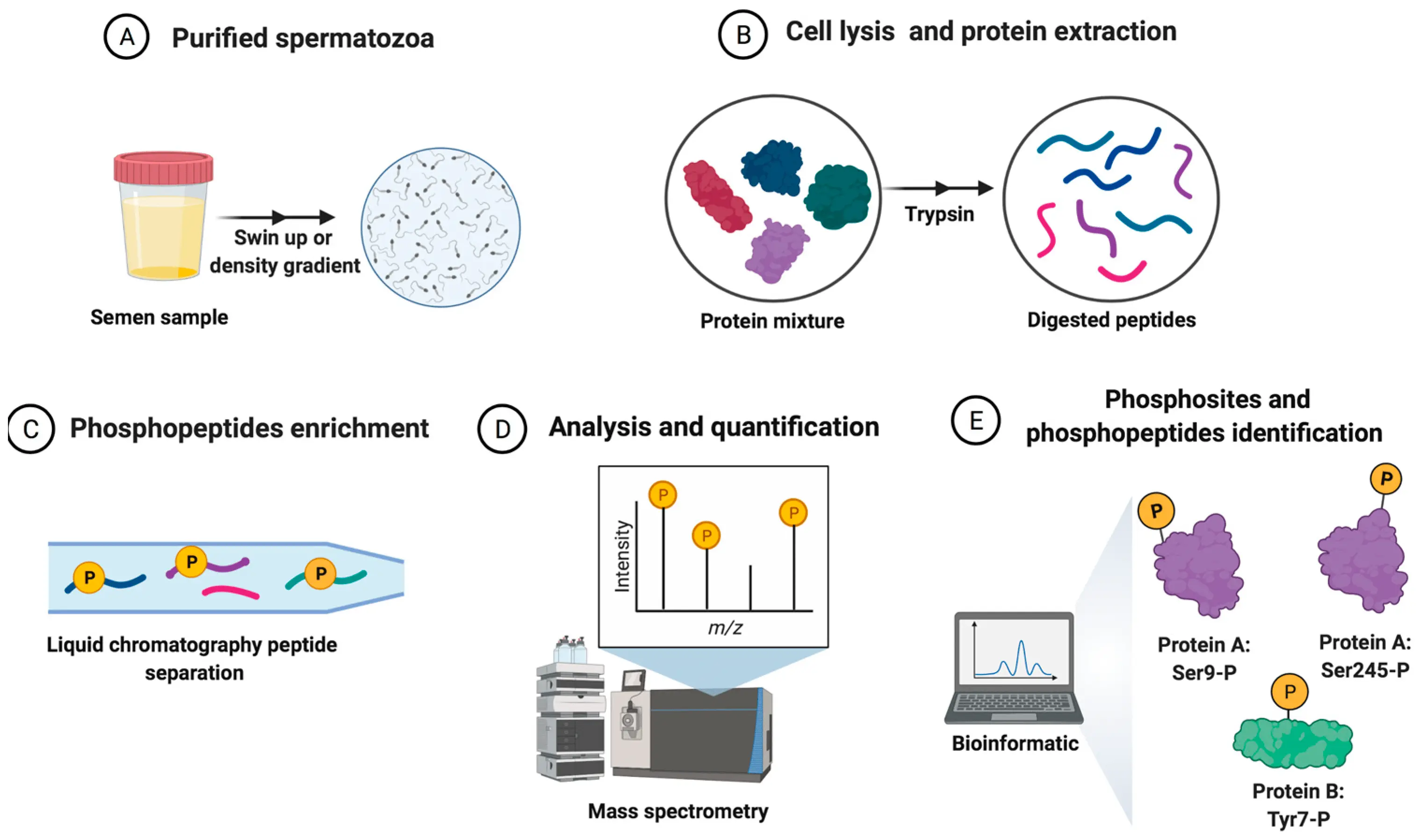 Sperm &#8211; function, composition, norms