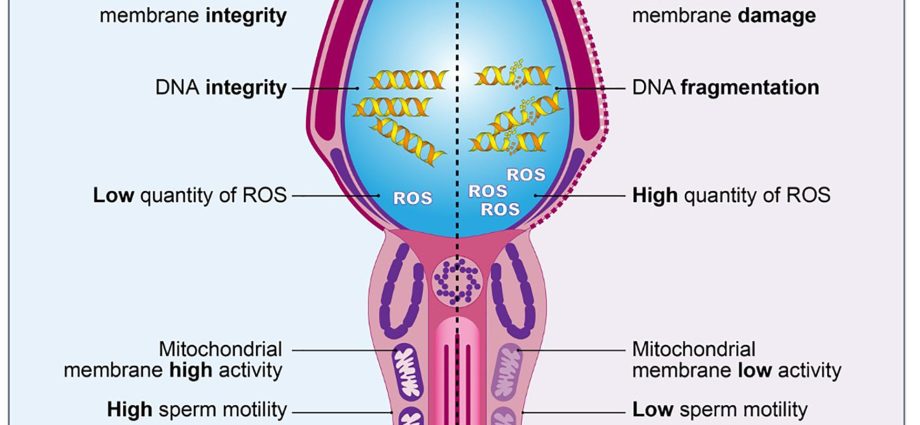 Sperm &#8211; structure, functions. What affects sperm quality?