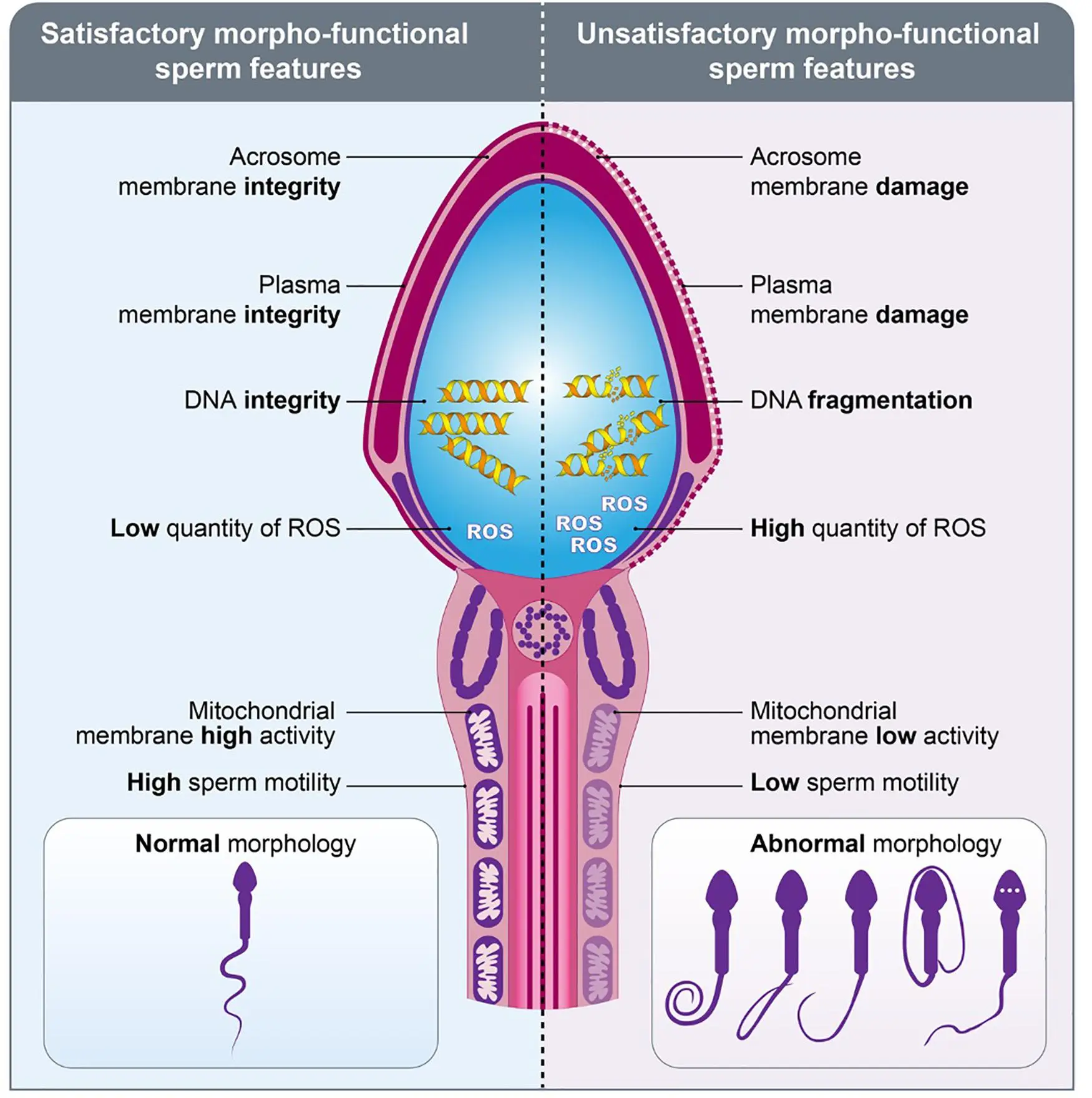 Sperm &#8211; structure, functions. What affects sperm quality?