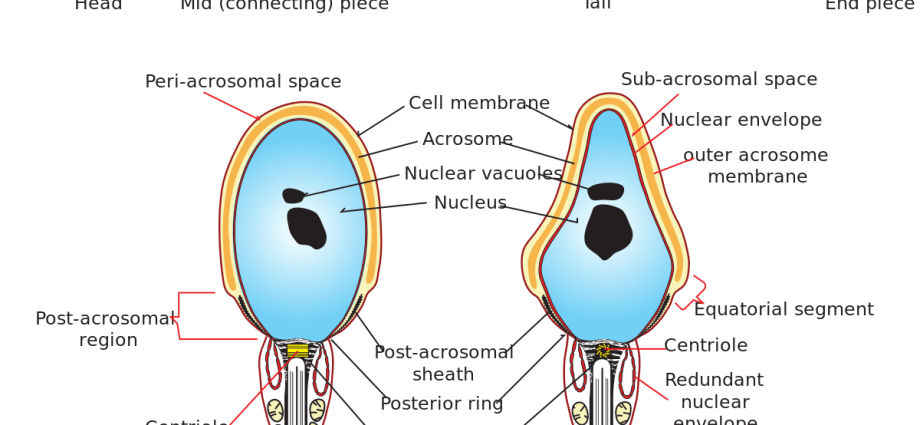 Sperm &#8211; what it is, structure, life expectancy, male fertility