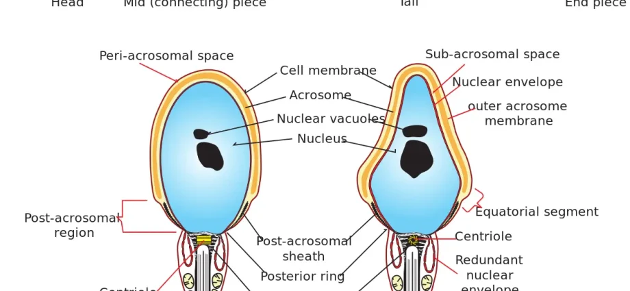 Sperm &#8211; what it is, structure, life expectancy, male fertility