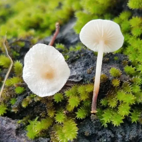 Spherical negniyuchnik: photo and description