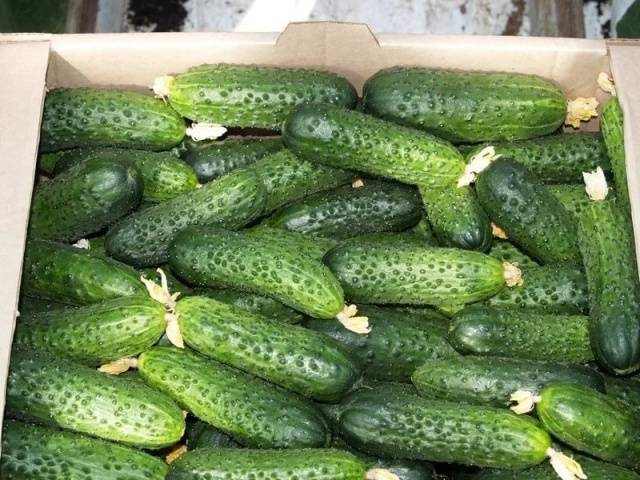 Spicy cucumber salad 