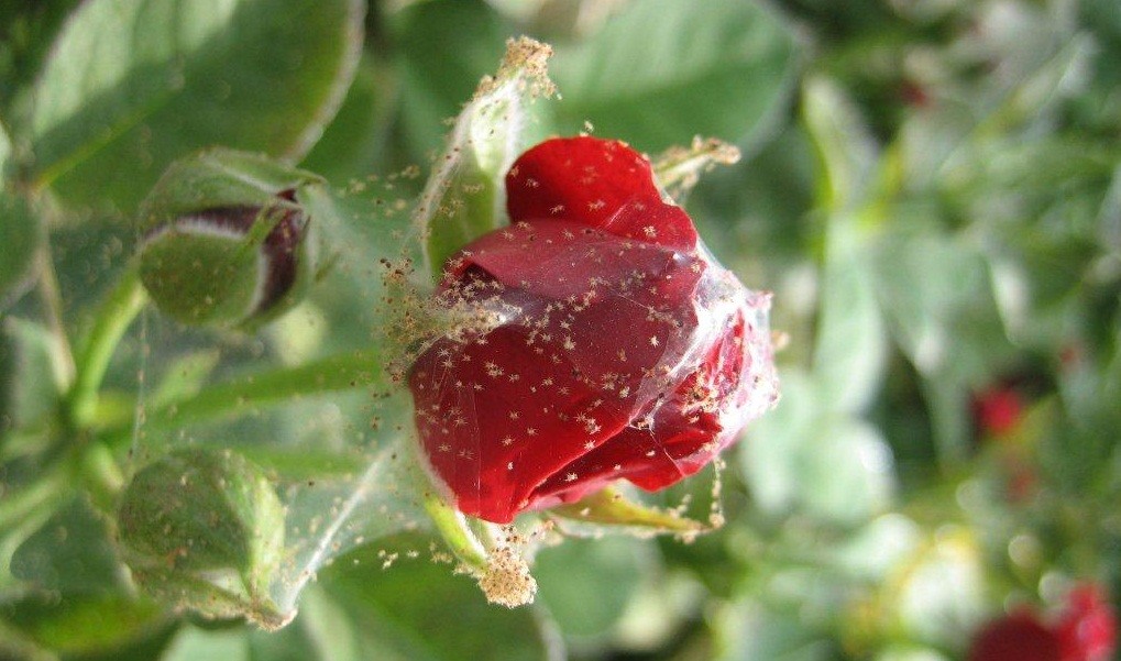 Spider mite on a rose: where it comes from and how to fight