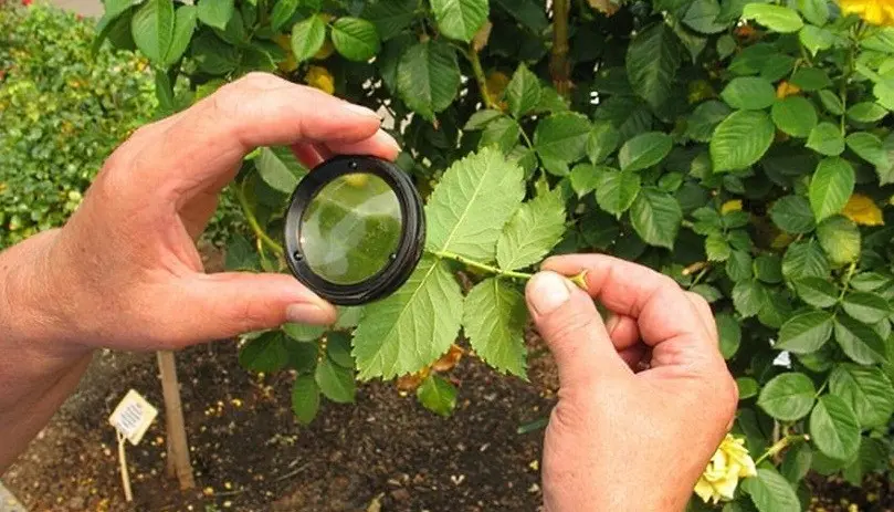 Spider mite on a rose: where it comes from and how to fight