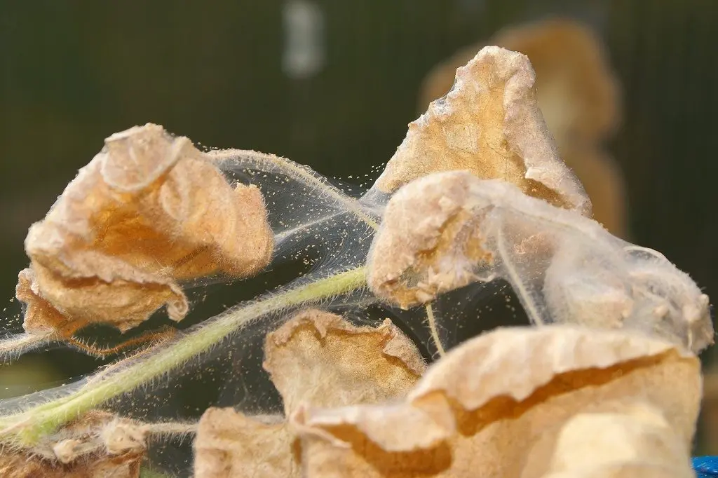 Spider mite on a rose: where it comes from and how to fight