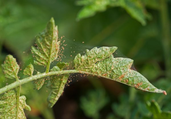 Spider mite on a rose: where it comes from and how to fight