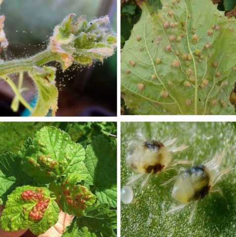 Spider mite on currants: how to fight, how to process