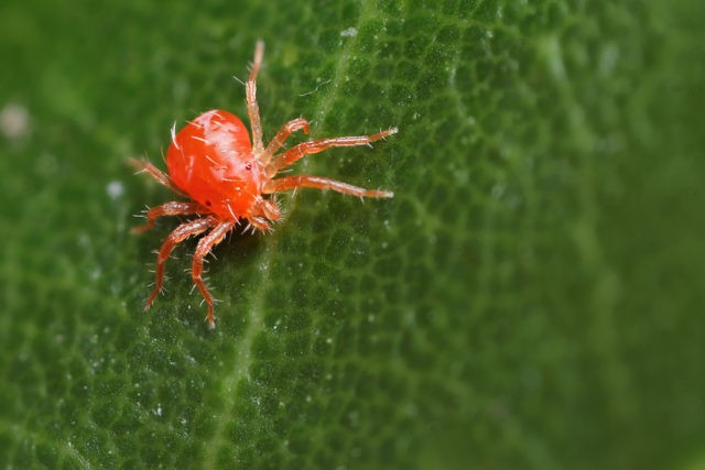 Spider mite on currants: how to fight, how to process