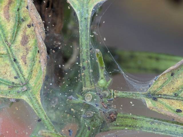 Spider mite on eggplant