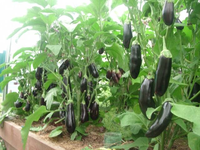 Spider mite on eggplant