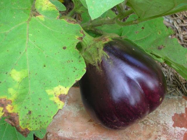 Spider mite on eggplant