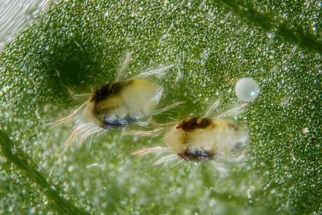 Spider mite on eggplant