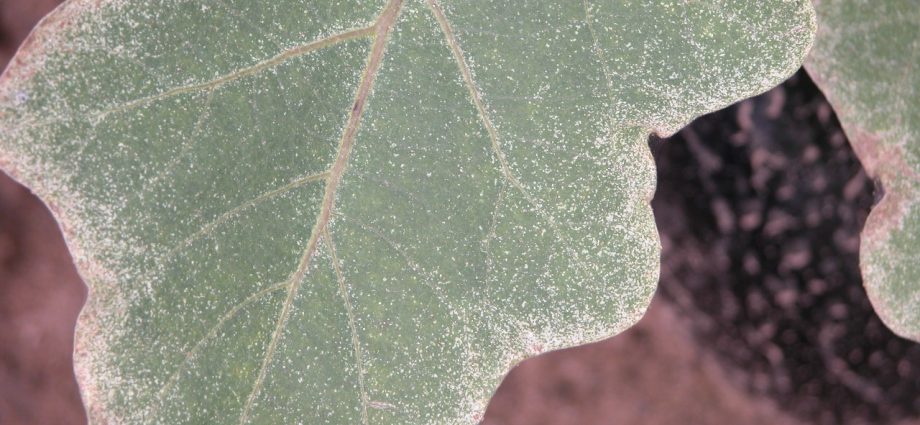 Spider mite on eggplant