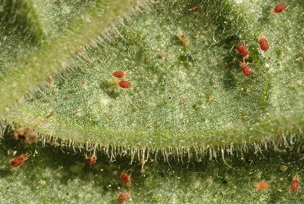 Spider mite on eggplant: how to deal with a pest