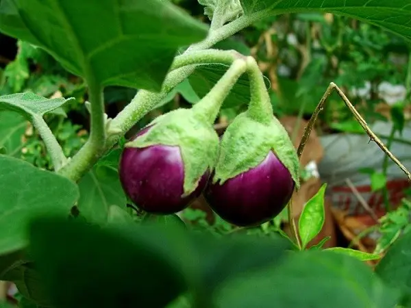 Spider mite on eggplant: how to deal with a pest