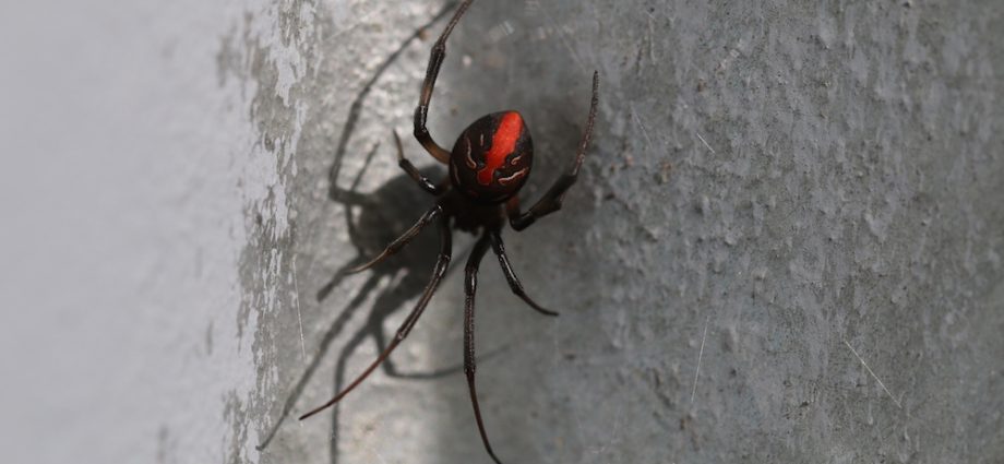 Spider on the back &#8211; action, indications, advantages and disadvantages. Which back spider should you choose?