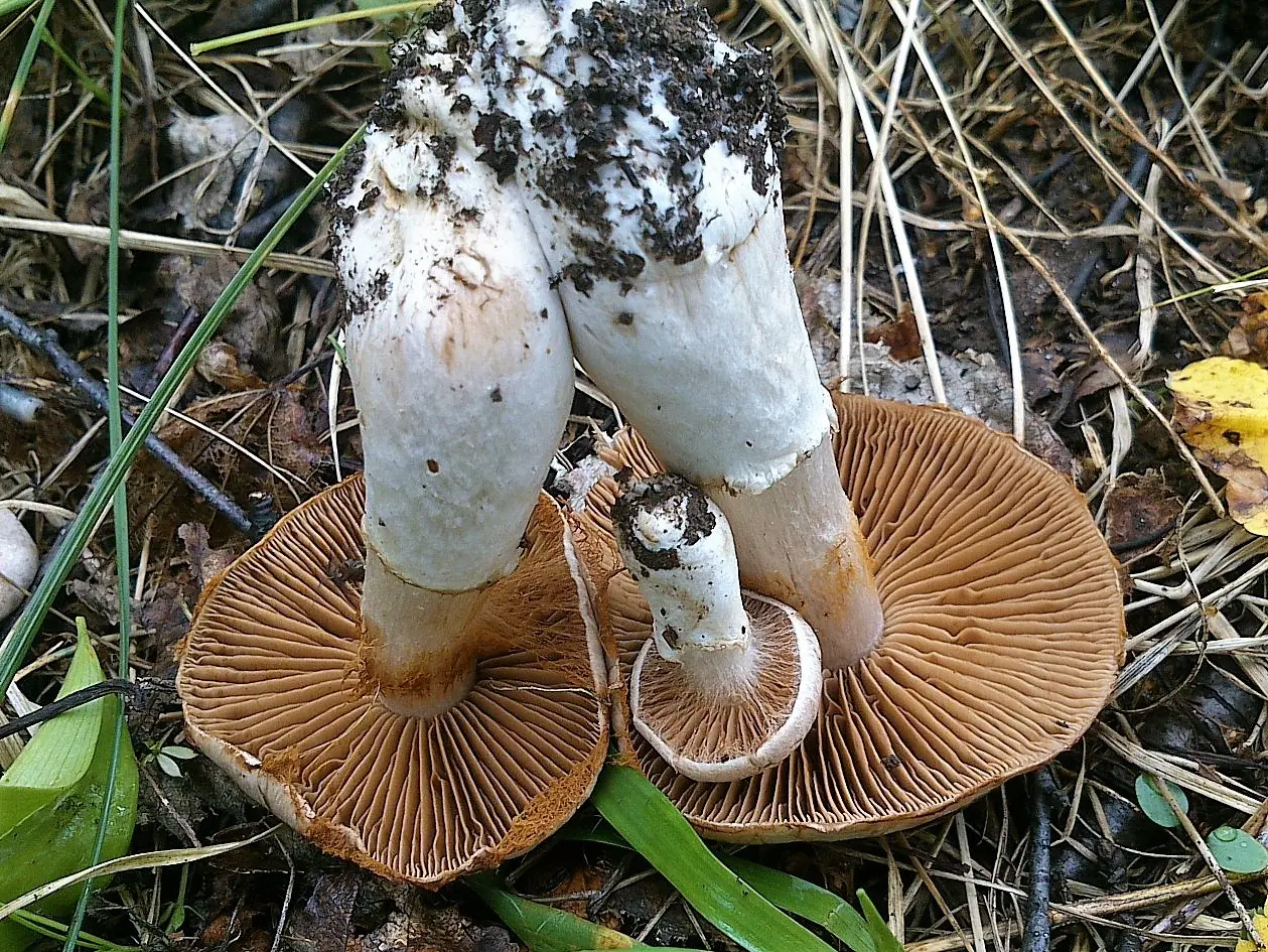 Spider web (Cortinarius urbicus) photo and description