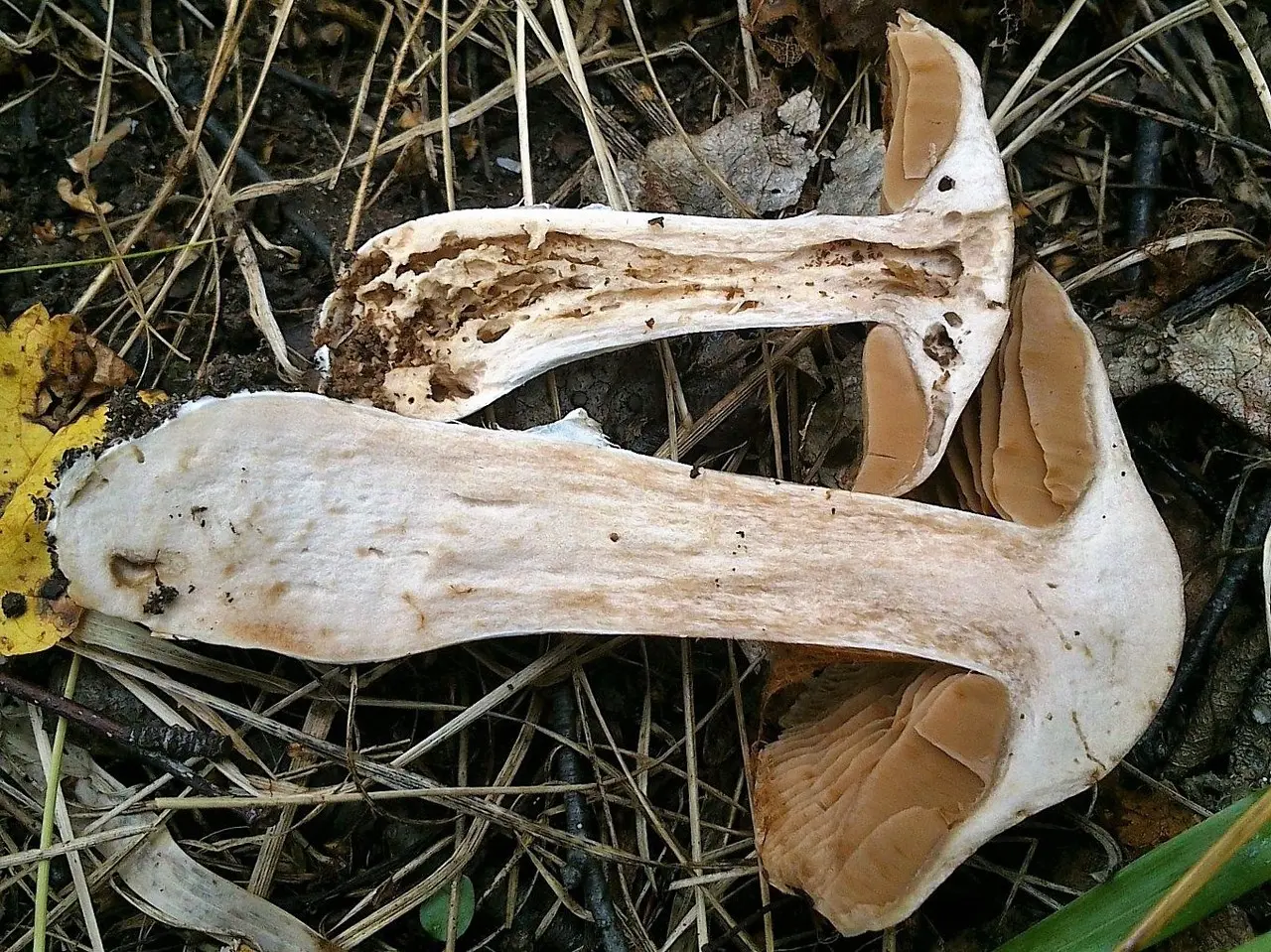 Spider web (Cortinarius urbicus) photo and description