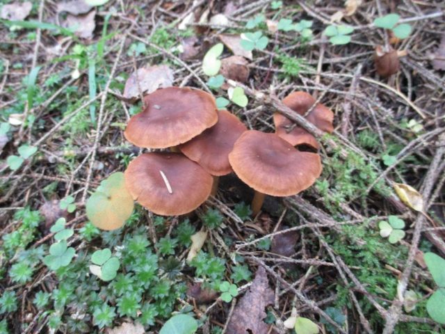 Spider web mushroom brown (dark brown): photo and description