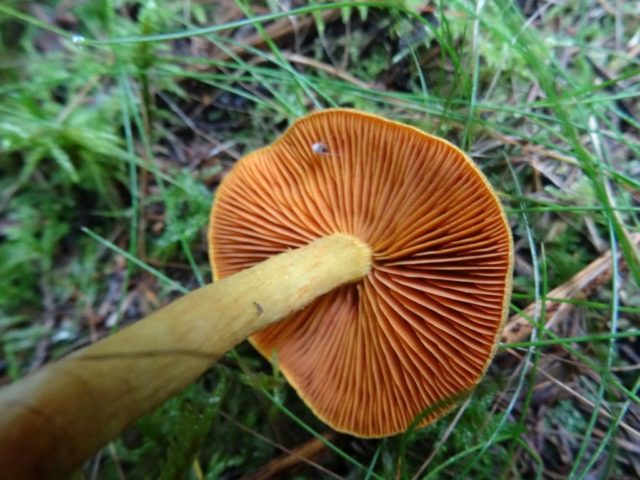 Spider web mushroom brown (dark brown): photo and description