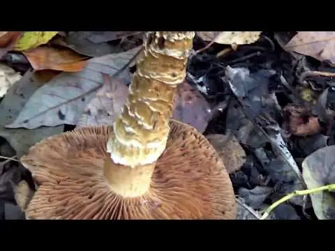 Spider web mushroom brown (dark brown): photo and description