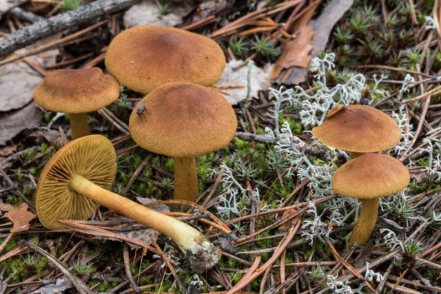 Spider web mushroom brown (dark brown): photo and description