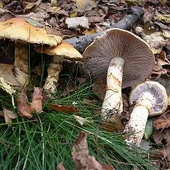 Spider web mushrooms and their varieties