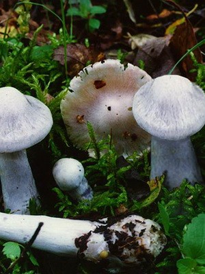 Spider web mushrooms and their varieties